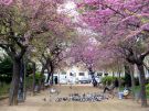 Placa Reial - jeden z najsynniejszych skwerw Barcelony